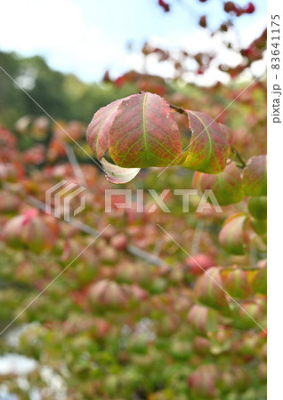 樹木：コマユミ　ニシキギ科 83641175