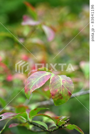 樹木：コマユミ　ニシキギ科 83641196