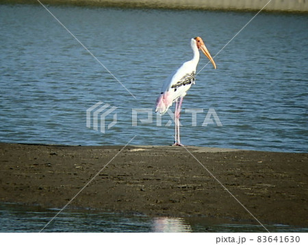 シロトキコウ 日本で撮影できた絶滅危惧種 シロトキコウ 日本で撮影できた絶滅危惧種 83641630