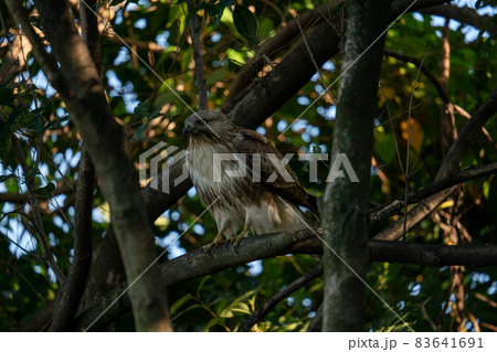 枝の影から狙うノスリ 83641691