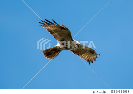 空を舞うノスリ 83641693