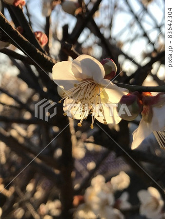夕日に映える梅の花 83642304