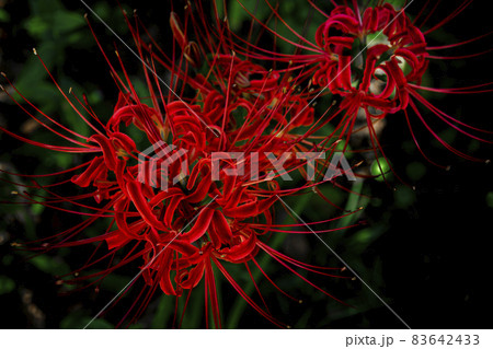 赤い花　彼岸花　 83642433