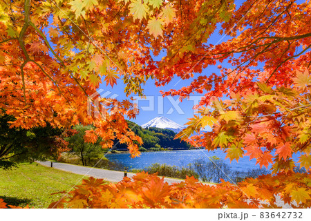 紅葉と富士山・河口湖 83642732