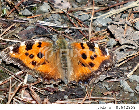 ヒオドシチョウ（秋田市下浜八田） 83642858