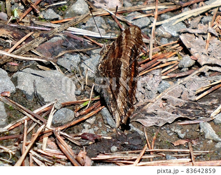 ヒオドシチョウ（秋田市下浜八田） 83642859