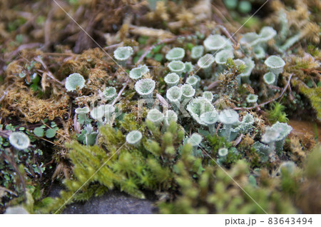ヒメジョウゴゴケ ヒメジョウゴゴケ 83643494