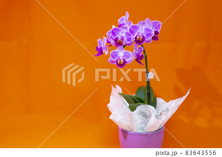 胡蝶蘭のテーブルフォト 胡蝶蘭のテーブルフォト 83643556