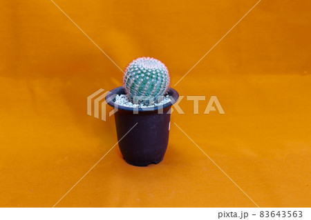 サボテン・紅小町のテーブルフォト 83643563