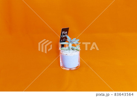 多肉植物・秋麗のテーブルフォト 83643564