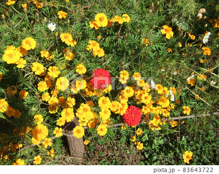 秋の花 83643722