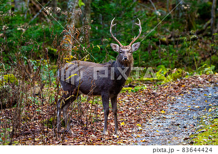 エゾシカ エゾシカ 83644424