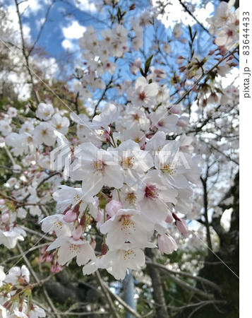 青空と白い雲を背景に咲く満開の桜 83644433