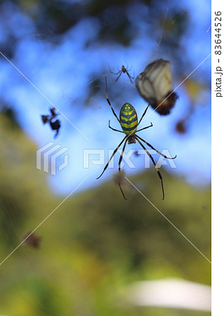 ジョロウグモが網を張っている様子 ジョロウグモが網を張っている様子 83644526