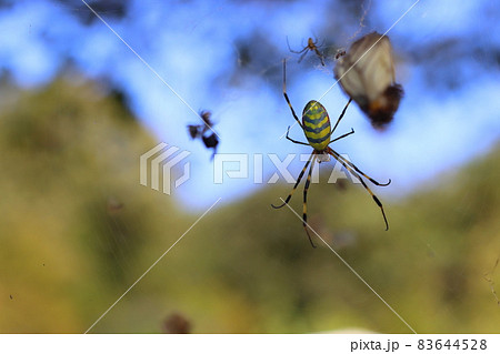 ジョロウグモが網を張っている様子 83644528