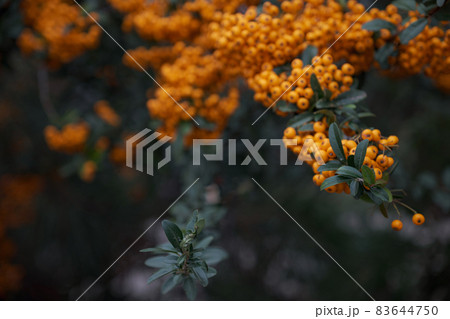 Branch of rowan with bright ripe berries, close-up 83644750