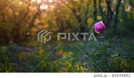 beautiful wild peony flower in a spring forest on the top of a mountain. 83644802