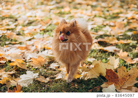 Ginger pomeranian spitz in the golden autumn park. Walk with happy dog on a sunny day. Caring for a pet, web banner Ginger pomeranian spitz in the golden autumn park. Walk with happy dog on a sunny day. Caring for a pet, web banner 83645097