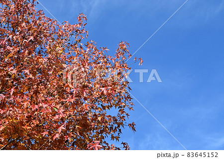 モミジバフウ(マンサク科)の紅葉 モミジバフウ(マンサク科)の紅葉 83645152