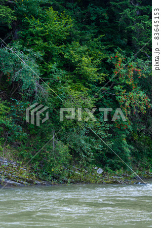rocky bank mountain river overgrown moss bushes and trees, fast muddy stream water, nature outdoors rocky bank mountain river overgrown moss bushes and trees, fast muddy stream water, nature outdoors 83645153
