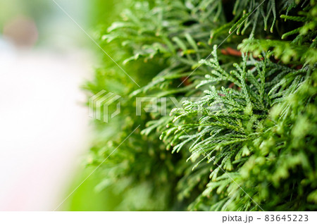 Green hedge of dense thuja, texture background close-up. Green hedge of dense thuja, texture background close-up. 83645223
