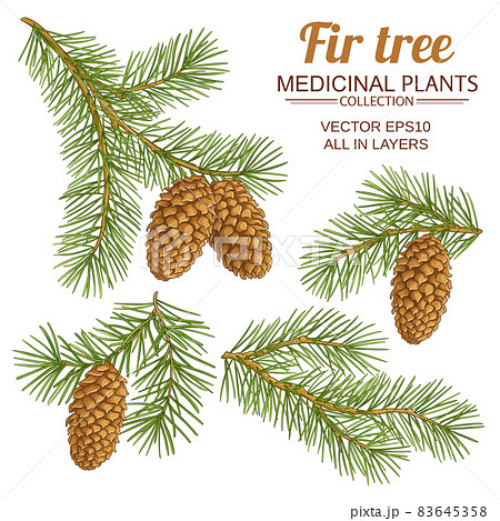 fir tree vector set on white background 83645358