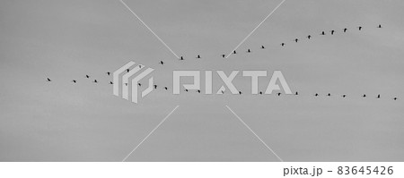 Migratory birds in the sky 83645426