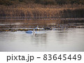Waterfowl in the water at a nature preserve. 83645449