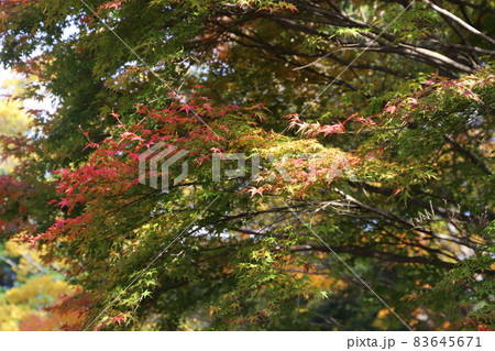 秘境の紅葉 83645671