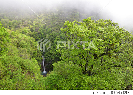 駒止の滝、夏、那須、栃木 83645893