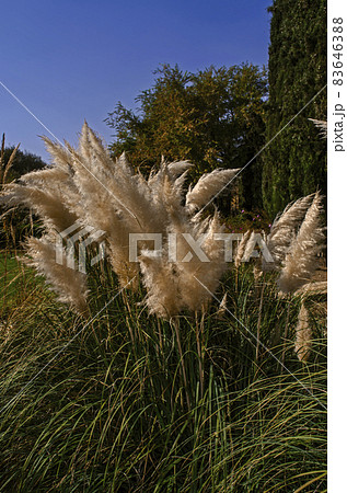 Lush flowerbed with panicles of autumn Pampas grass among trees in a botanical garden in Tehran on a sunny day Lush flowerbed with panicles of autumn Pampas grass among trees in a botanical garden in Tehran on a sunny day 83646388