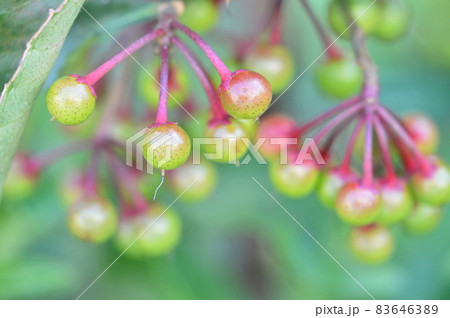 色づき始めた万両の実 83646389