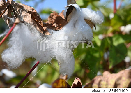 カイトウメン（海島綿）の綿毛 83646409