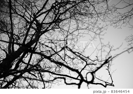 Tree with leafless branches against sky 83646454
