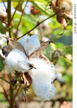 カイトウメン（海島綿）の綿毛 83646481