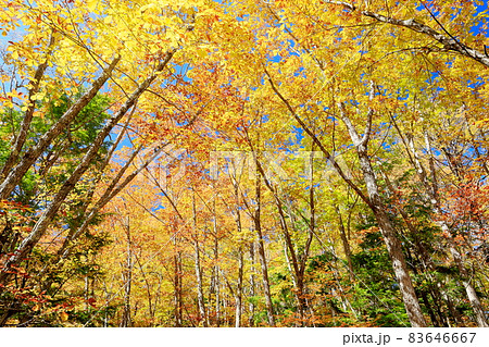 紅葉真っ盛りの八千穂高原自然園の写真素材