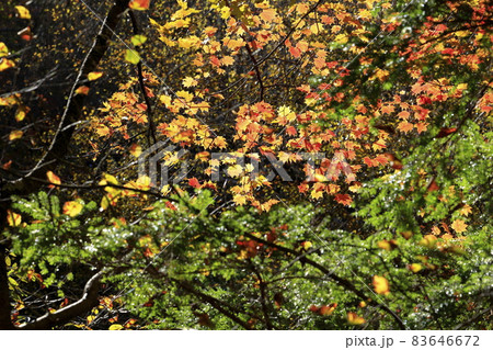 紅葉真っ盛りの八千穂高原自然園の写真素材