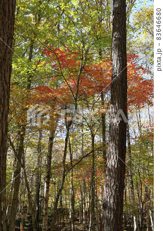 紅葉真っ盛りの八千穂高原自然園の写真素材