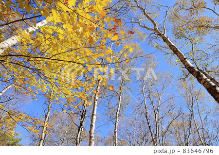 紅葉真っ盛りの八千穂高原自然園の写真素材