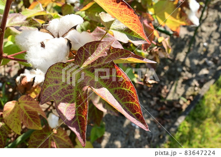 キヌワタ（リクチメン）の綿毛 83647224