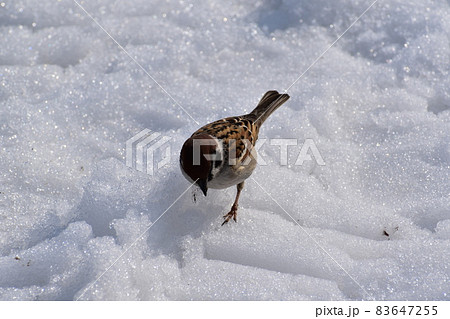 冷たい雪の上で探している雀 83647255