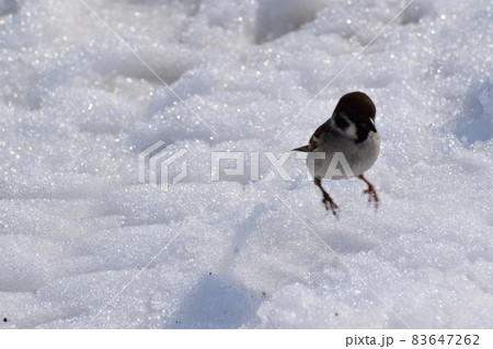 冷たい雪の上でジャンプした雀 83647262