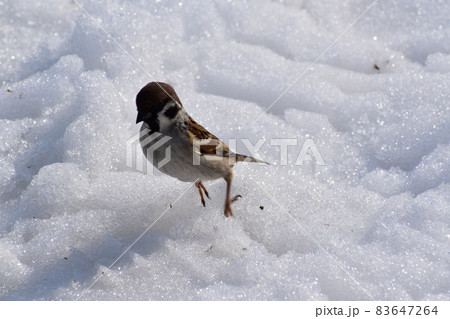 冷たい雪の上で勢いよくジャンプした雀 83647264