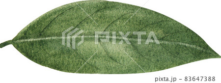 Green leaves watercolor clipart 83647388