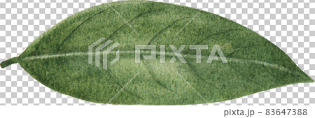 Green leaves watercolor clipart 83647388