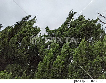 写真素材：暴風で揺れる木々と曇天の空 83647395