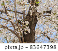 写真素材：満開の桜と青空の風景 83647398