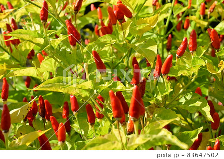 シマトウガラシ（キダチトウガラシ）の実 83647502