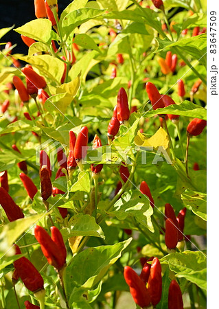 シマトウガラシ（キダチトウガラシ）の実 83647509