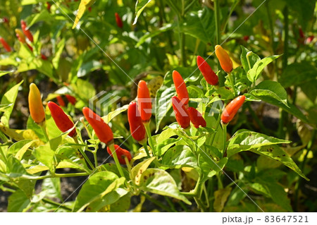 シマトウガラシ（キダチトウガラシ）の実 83647521